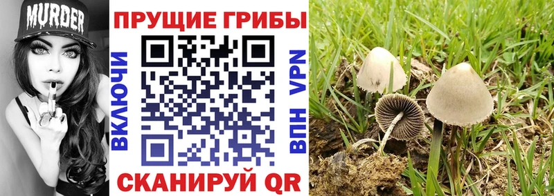 купить наркотики сайты  Светлый  кракен маркетплейс  Галлюциногенные грибы Cubensis 